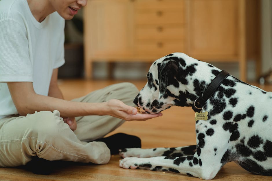 Menge an Reis für Hunde