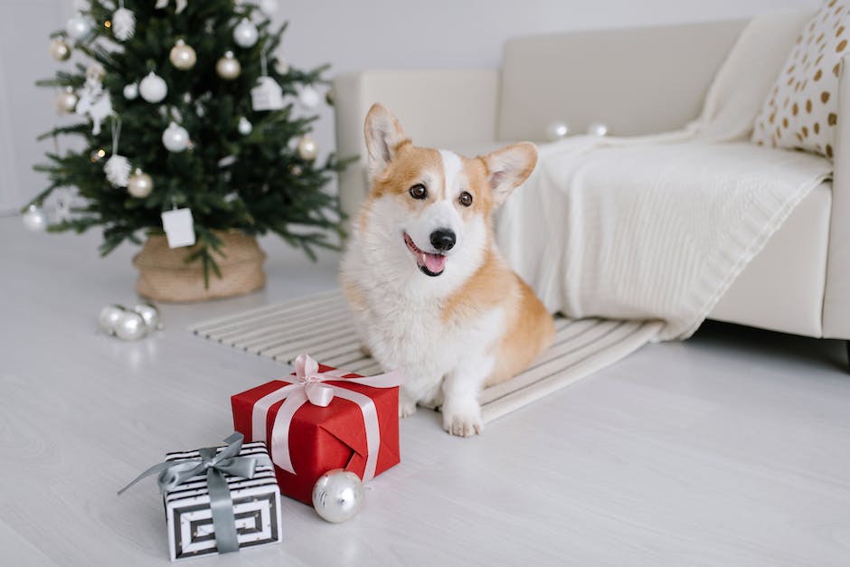Reis für Hunde füttern