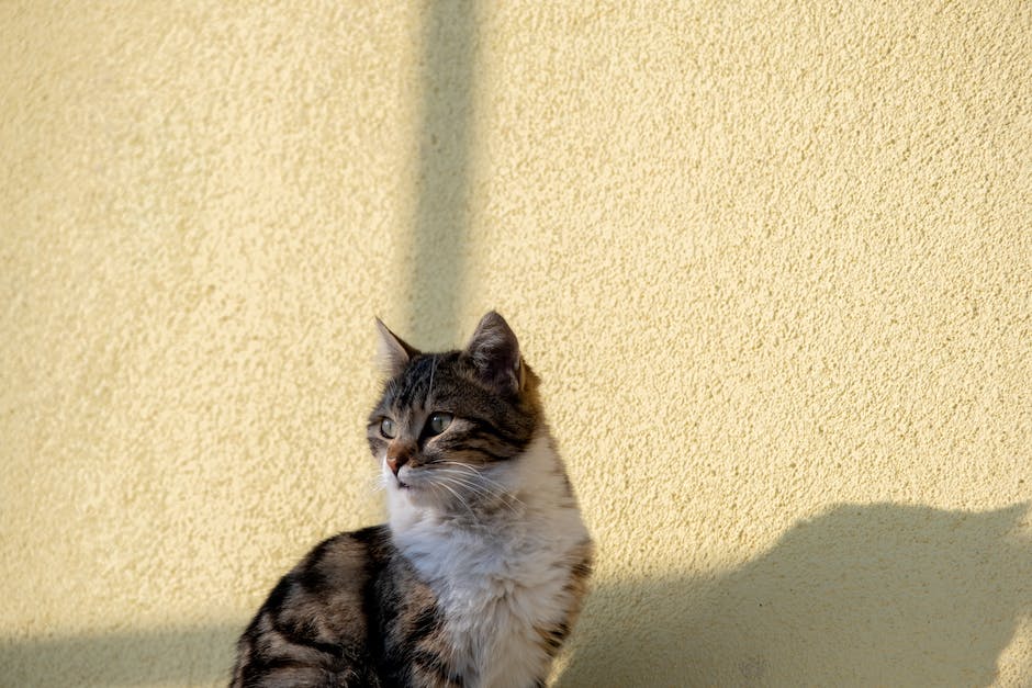 Reis für den täglichen Bedarf eines Hundes