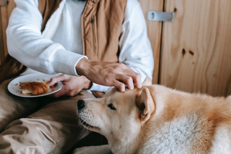  Wie lange soll Reis für Hunde gekocht werden