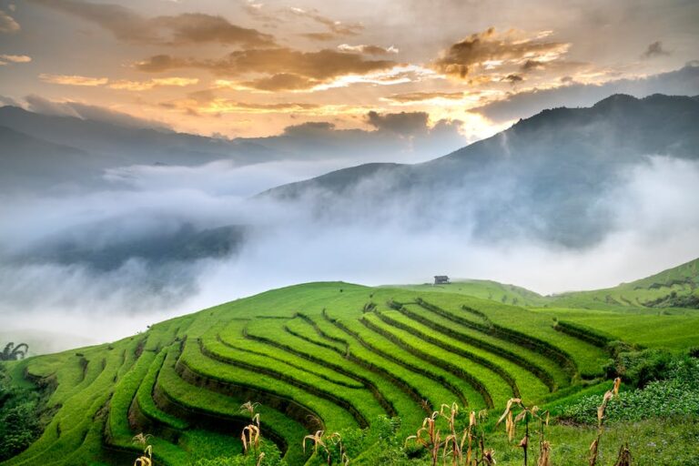 Wann wird Reis geerntet? ReisBereich.de