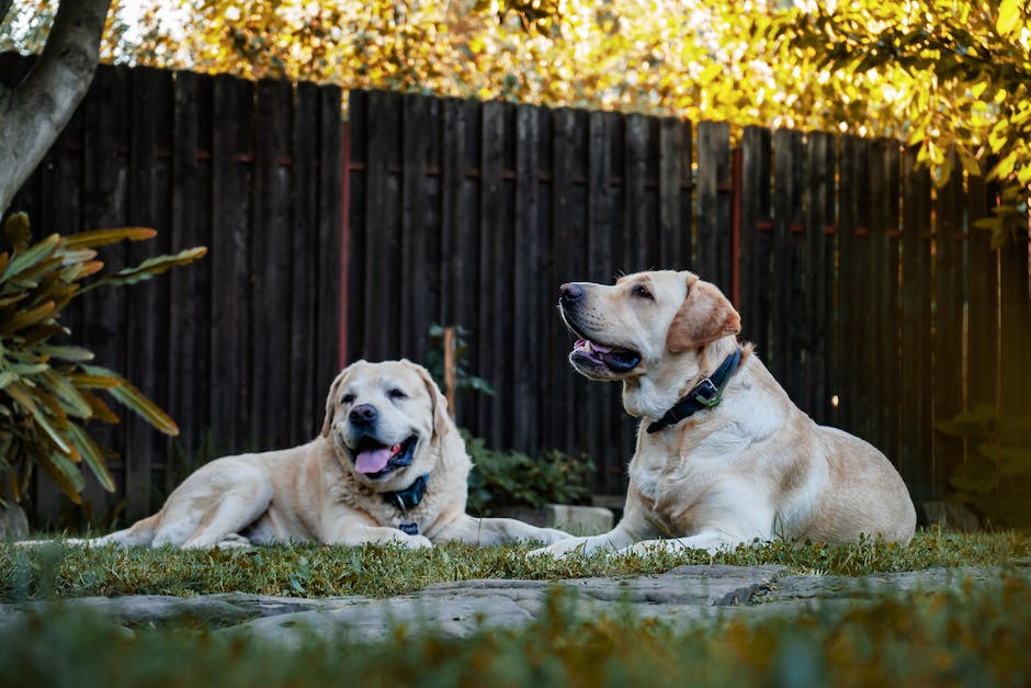 warum kein basmati reis für hunde_2